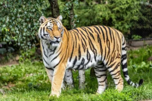 tiger in nepal